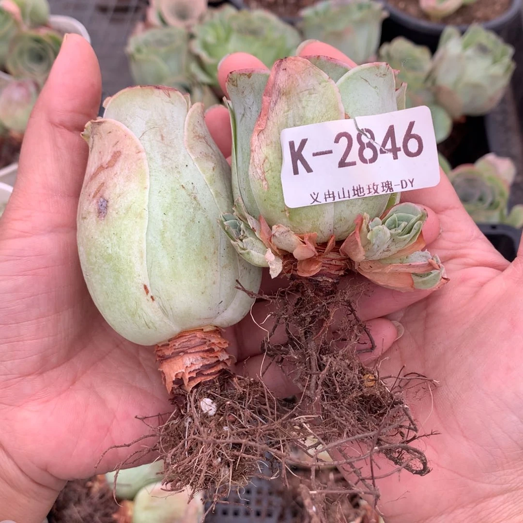 2846干瘪状态会掉侧芽