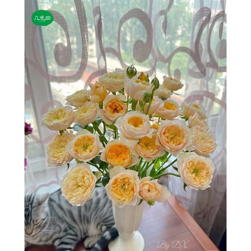 黄蝴蝶----多头玫瑰云南直发鲜花云南花插花鲜花