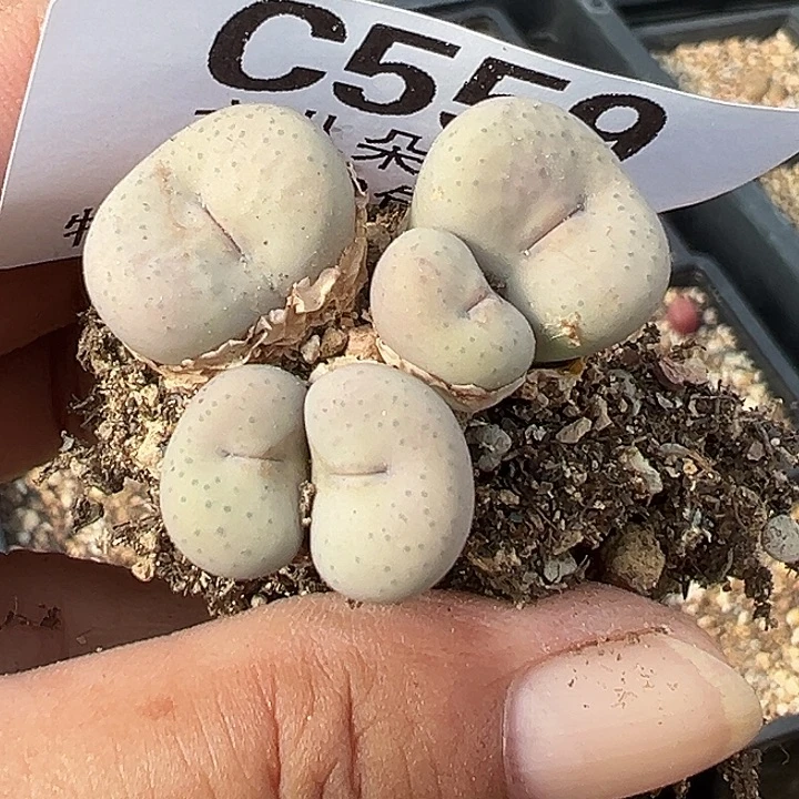 兔***子559号奶油嘴多肉植物