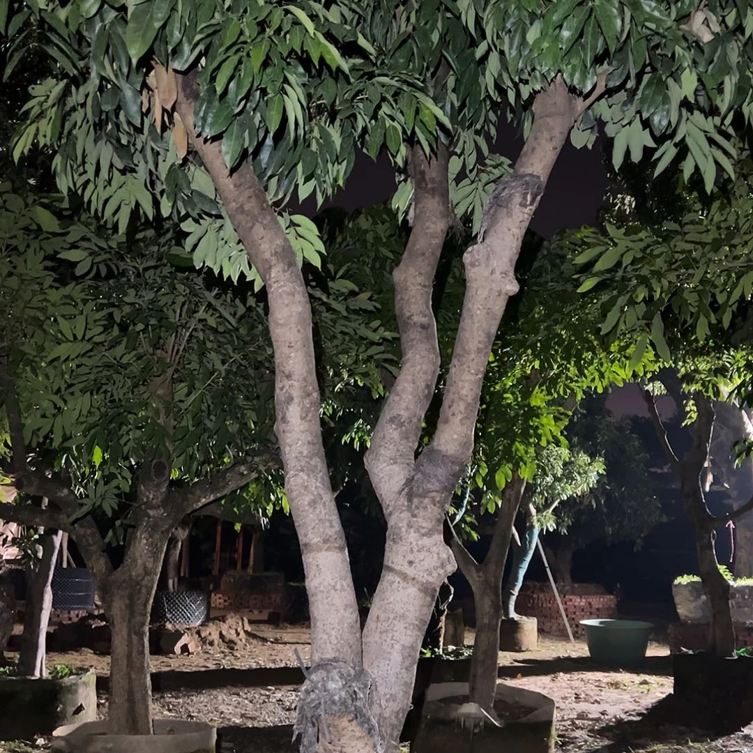 某***人完全开放果树果树2222