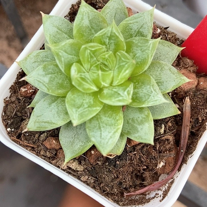 多肉美人多肉七喜3070