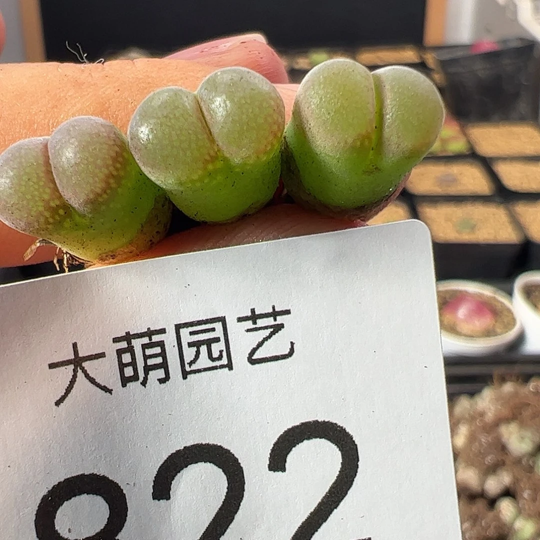 ****呗一物一拍。        822春见风铃