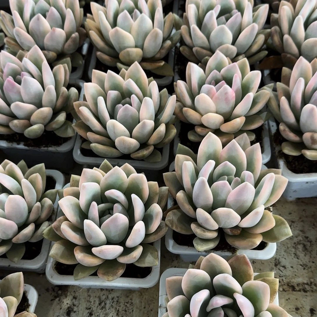 奥普锦多 肉植物