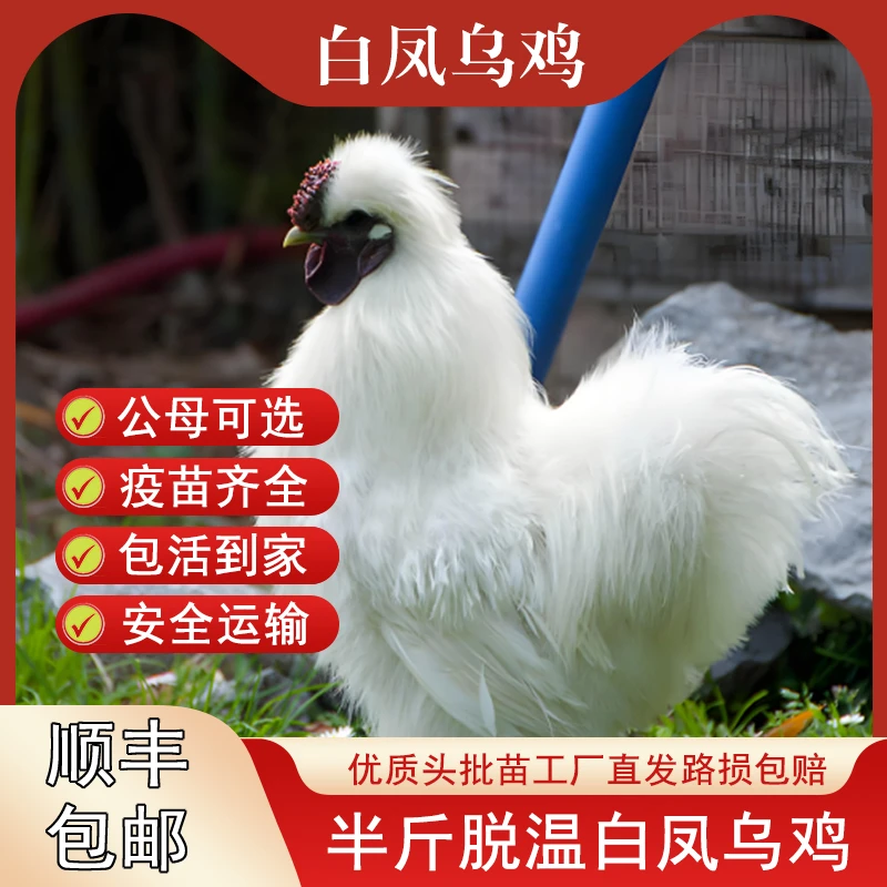 丝毛乌骨鸡活苗正宗白凤乌鸡脱温半斤乌鸡白凤小鸡散养鸡苗宠物鸡