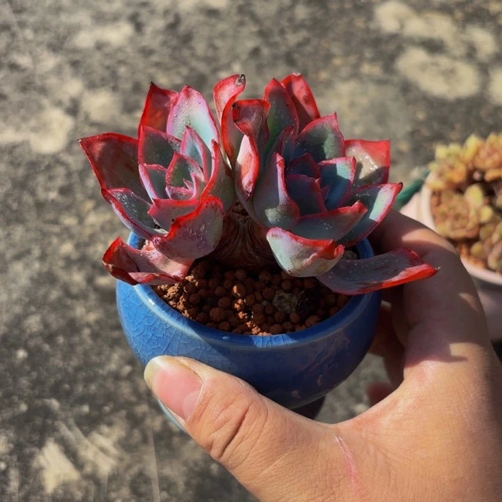 蓝光带盆 发快递走