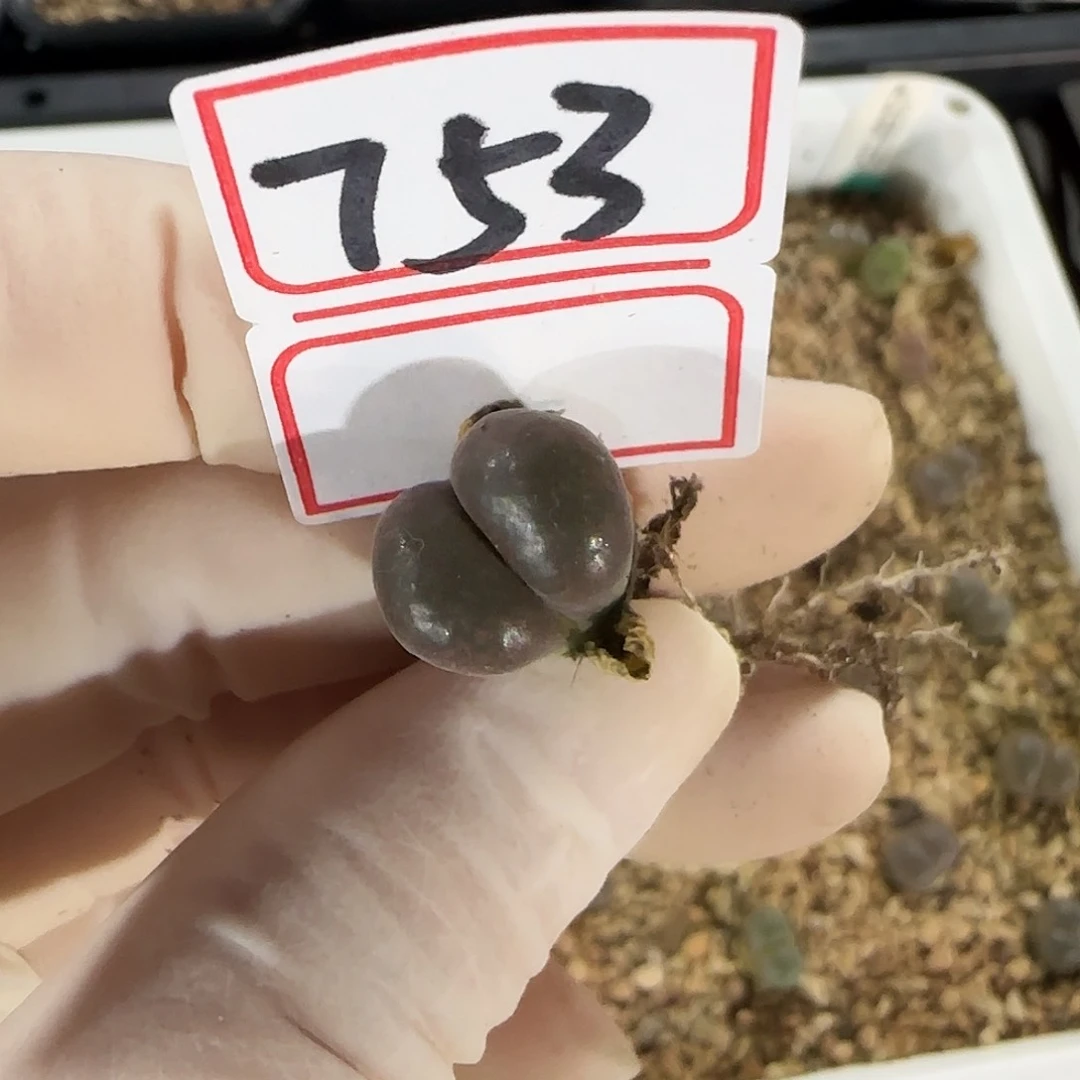 九***敏多肉多肉多肉7-753