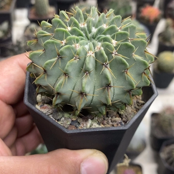 实生白狮子特价福利