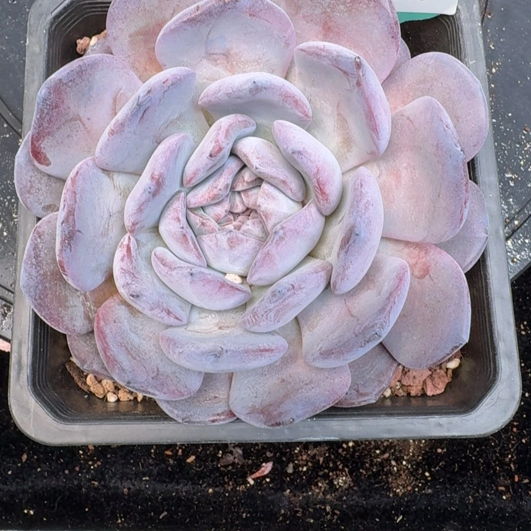 从前慢多肉精选编号1214.213