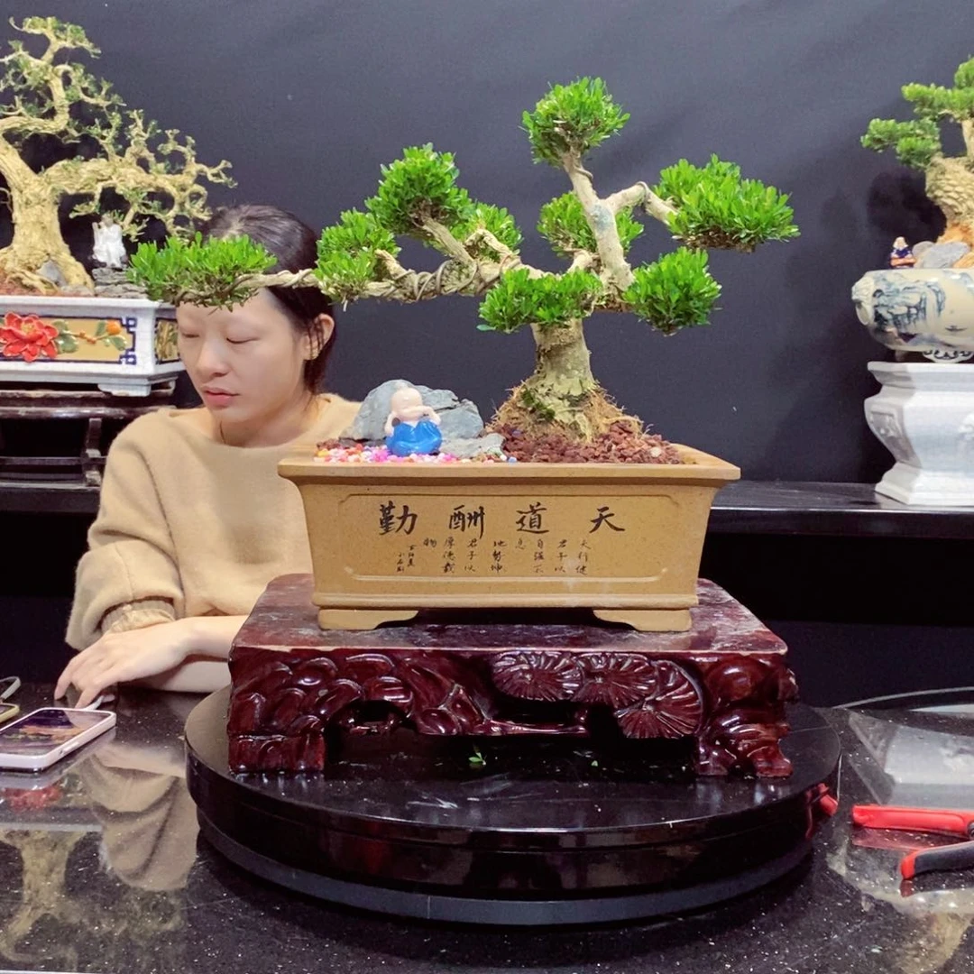无花朵黄杨盆景园林