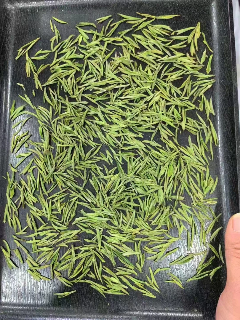 2025年新茶安吉特产白茶开园茶送礼自饮铁罐装