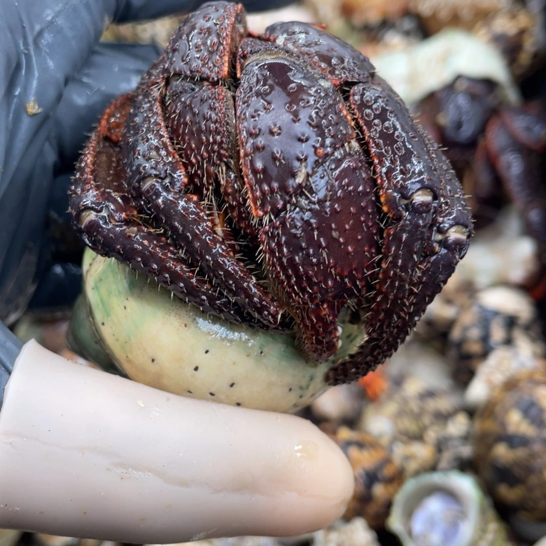 不退不换活体宠物62