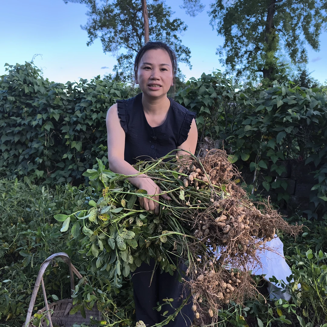 宁化本地新鲜花生，手工湿籽花生
