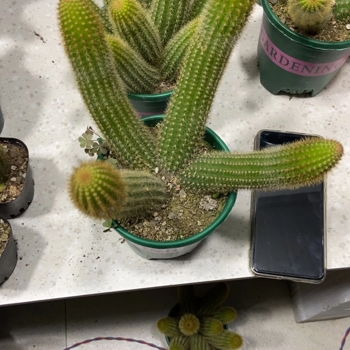 南****店仙人球双色金妞四头一物一拍