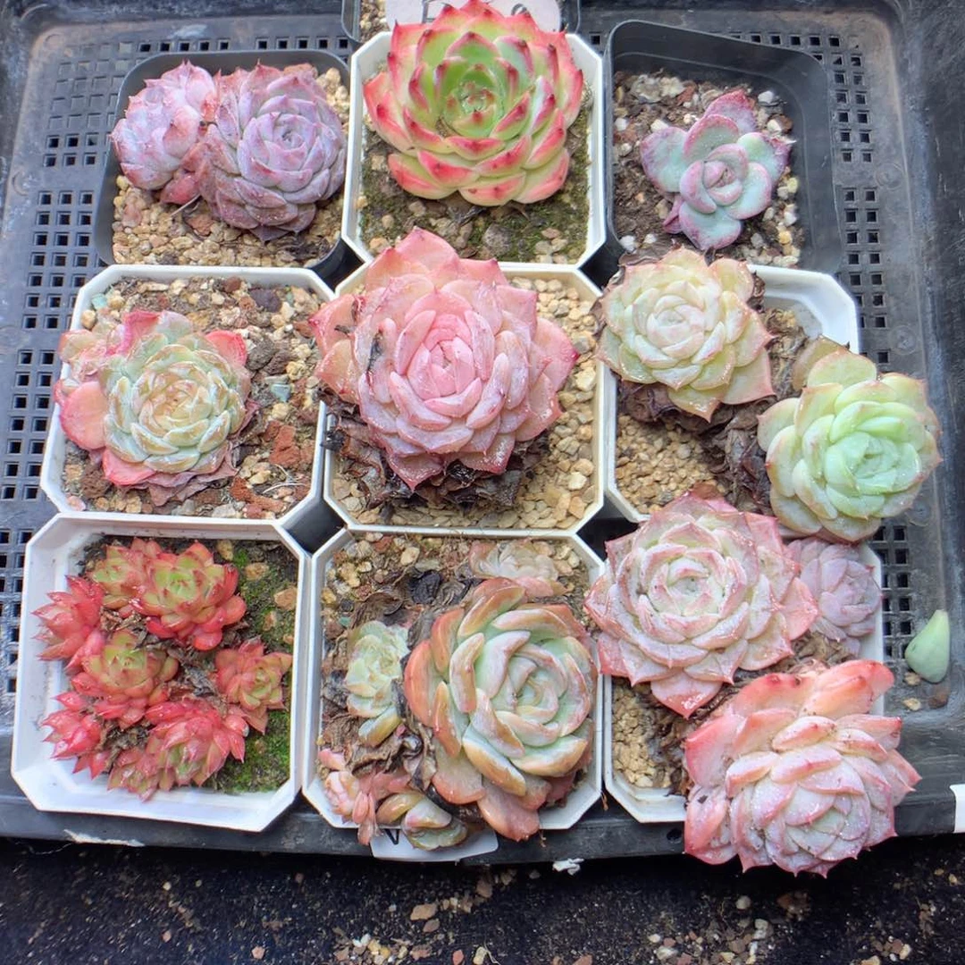 无花朵W81yyyyyyyyyy