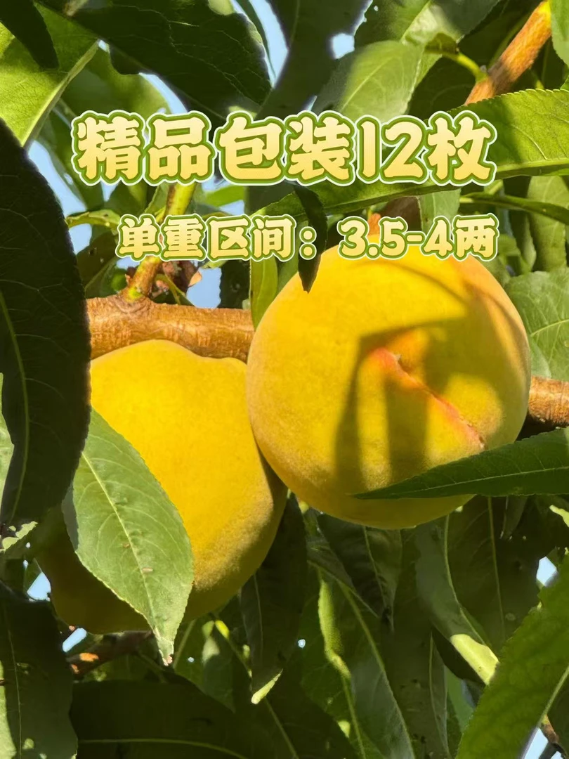 精装12枚5斤大果湖北三湖锦绣黄桃现摘现发顺丰包邮