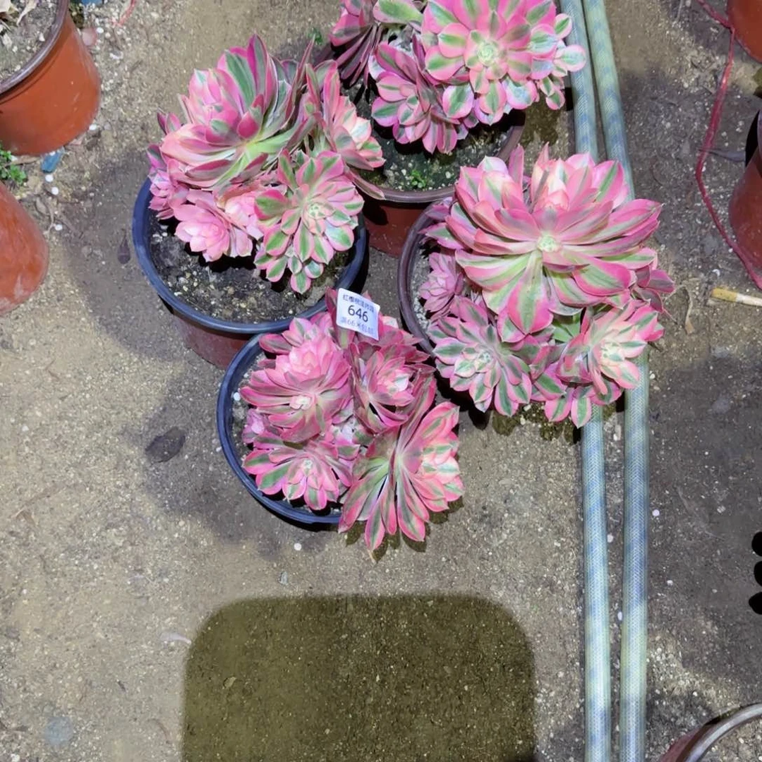 粉女巫法师646不包损