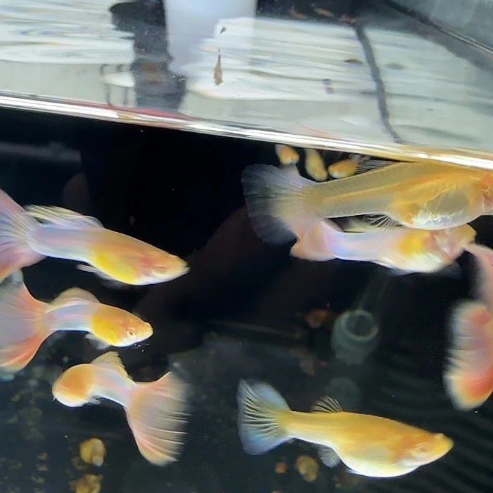 孔雀鱼天使彩虹一缸