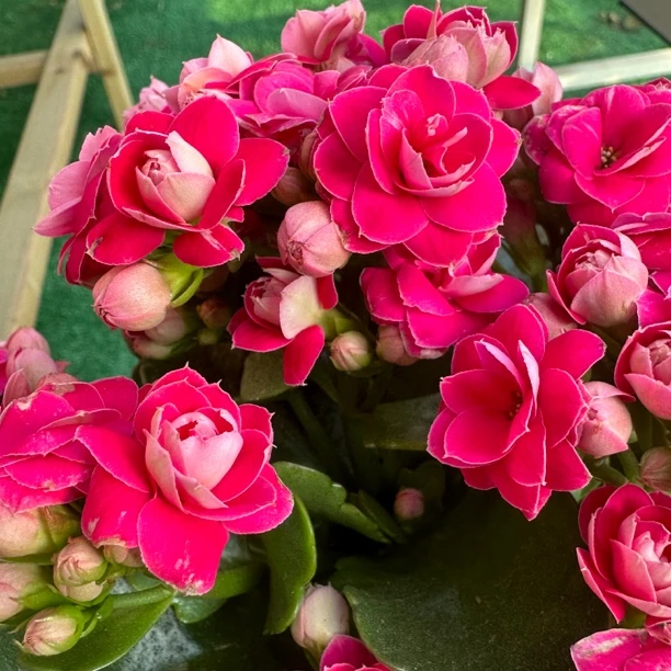 维也纳【130盆】昊景重瓣玫红大花