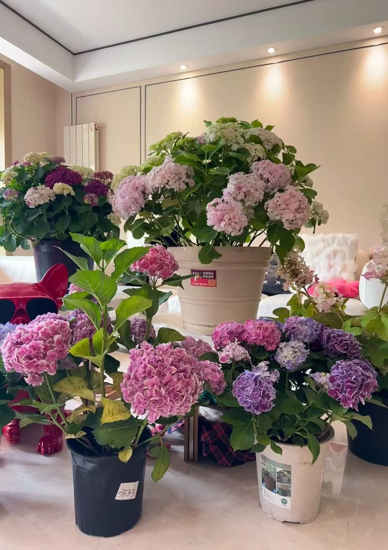 【福袋专用】 一加仑盆 庭院阳台新手好养绿植 四季盆栽植物