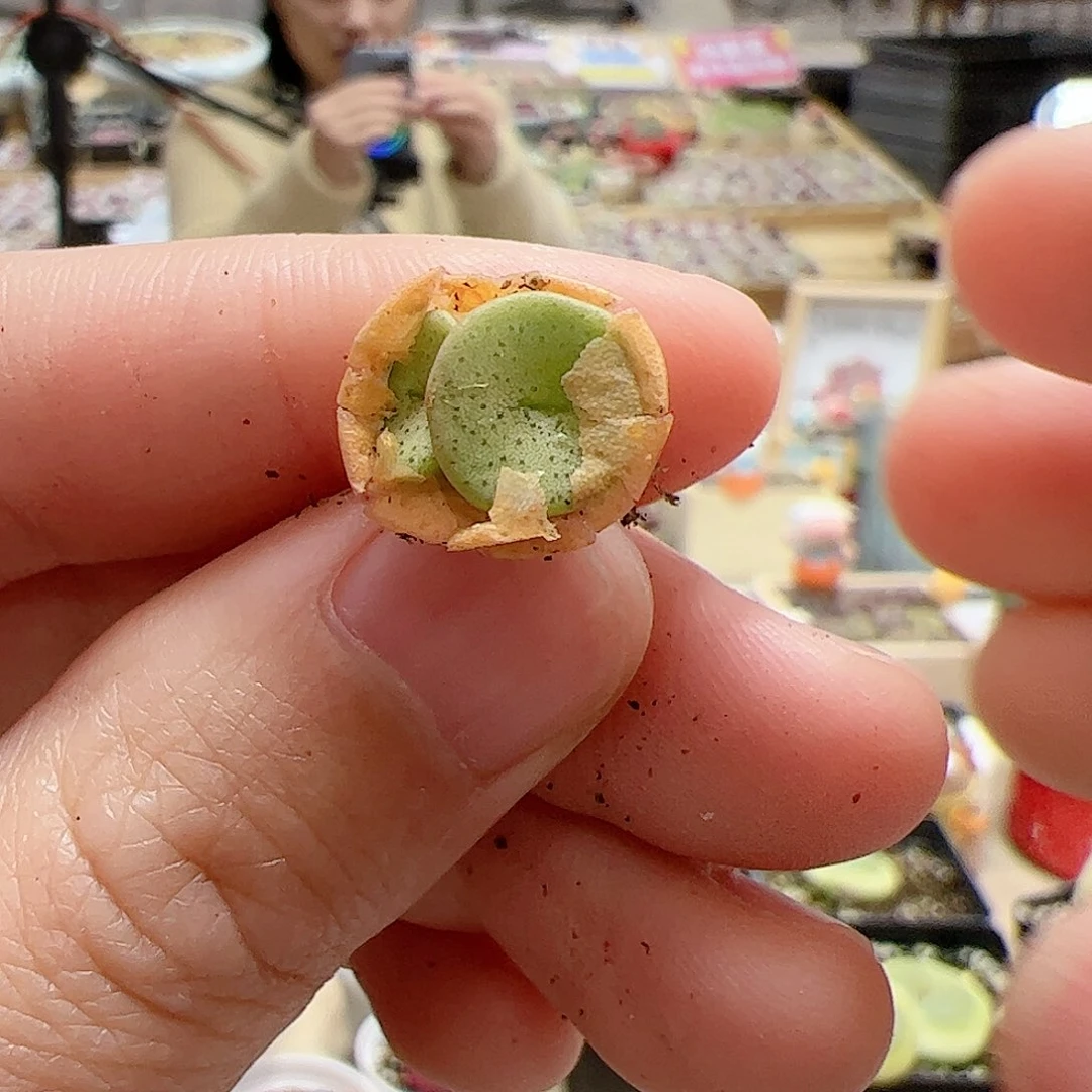 【闪购商品】245 金币