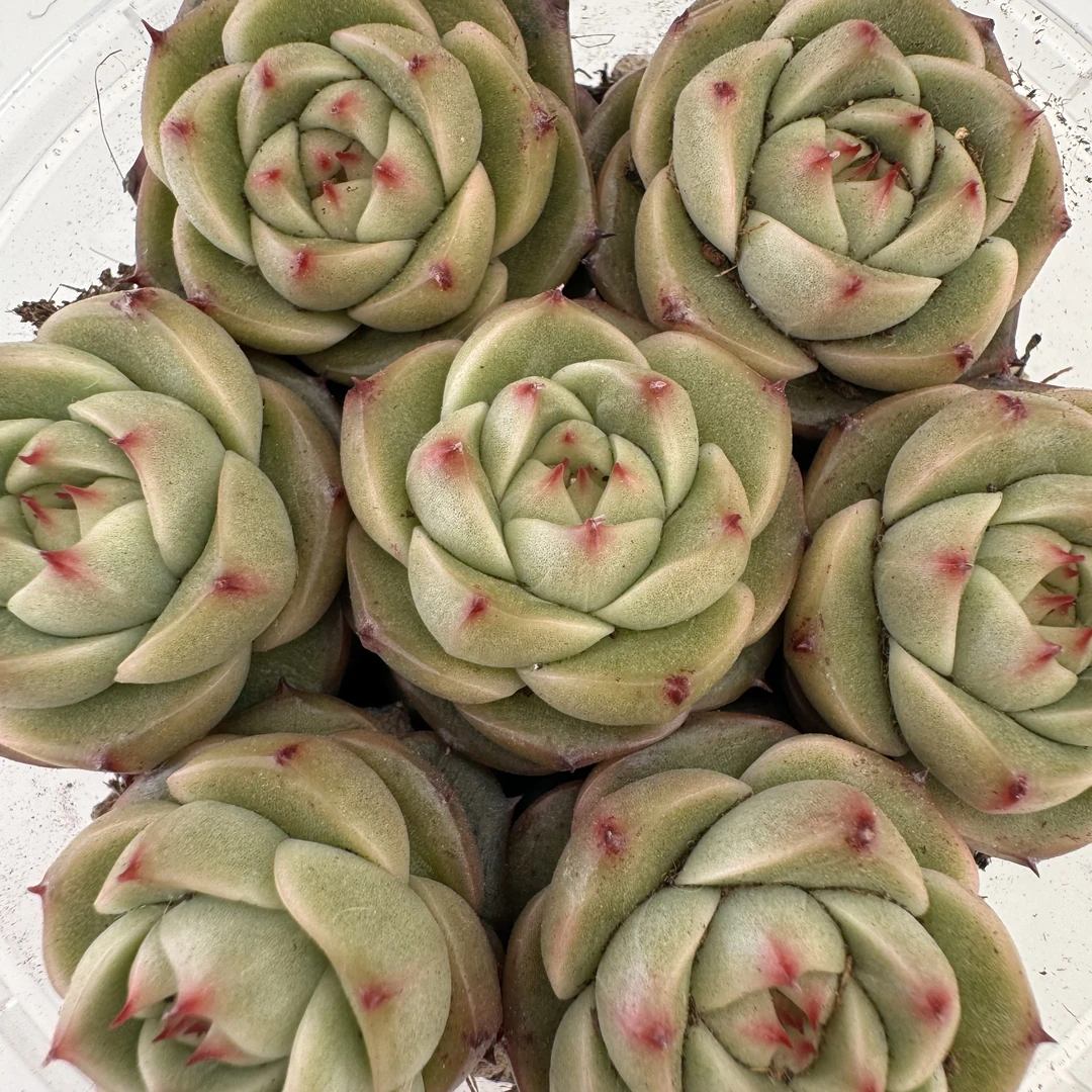 精品贵货切糕一盒(Q185)