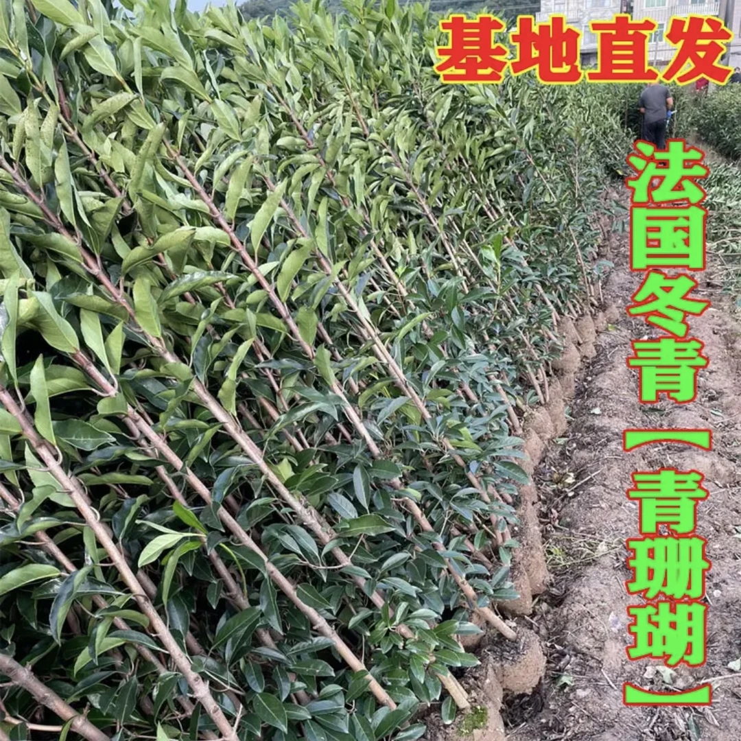 法国冬青树苗篱笆苗四季常青庭院绿化苗木大叶冬青苗珊瑚树围墙苗