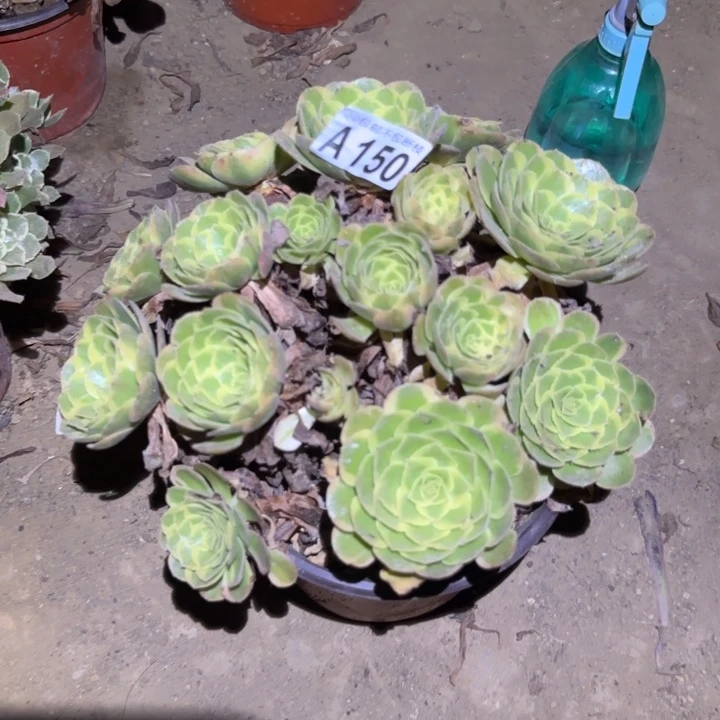 奶白……不包断枝……多肉植物
