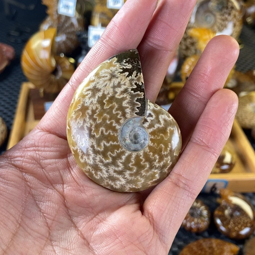 玉天然古生物化石菊螺