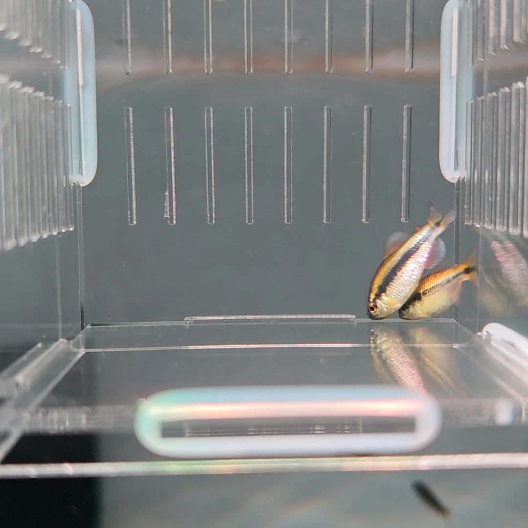 灯科鱼精选白金柠檬蓝帝2条