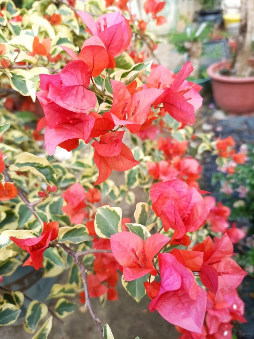 【花叶橙冰】三角梅盆栽庭院阳台飘枝爬藤地栽绿植花卉（终生包对版）