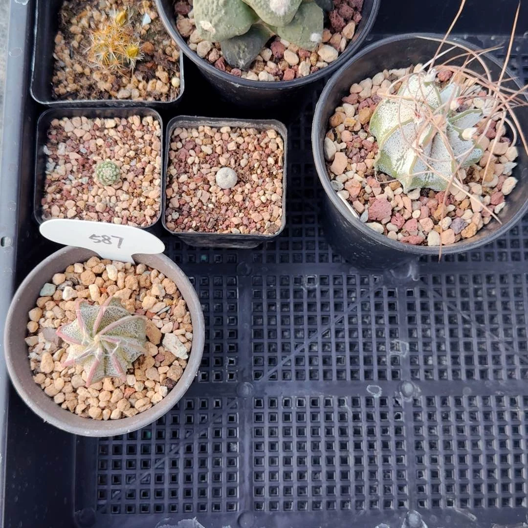 小****员202仙人球六颗