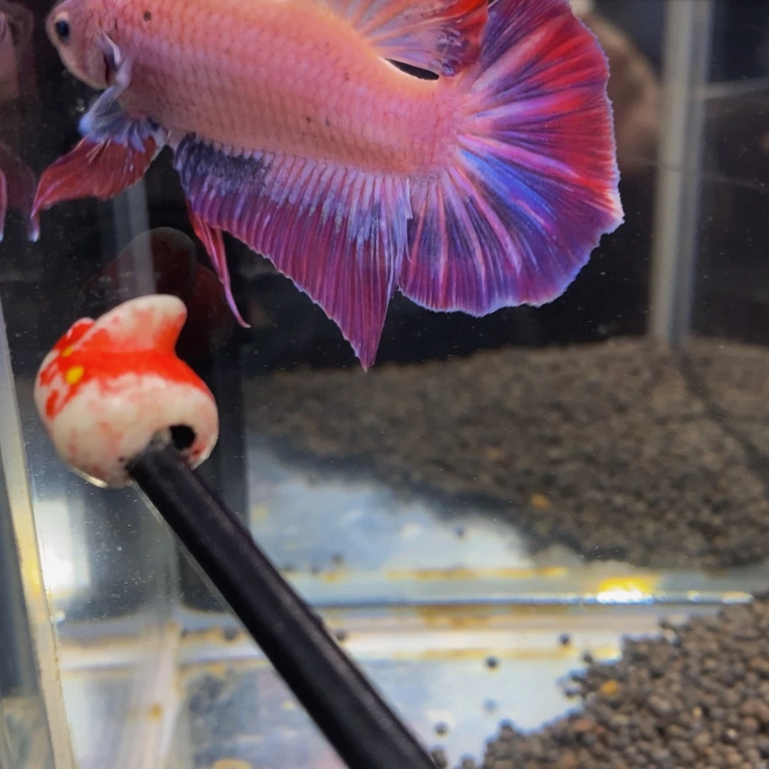 斗鱼313巨斗11111