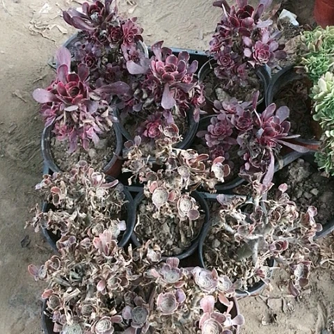 10看玫瑰玫瑰玫瑰玫瑰