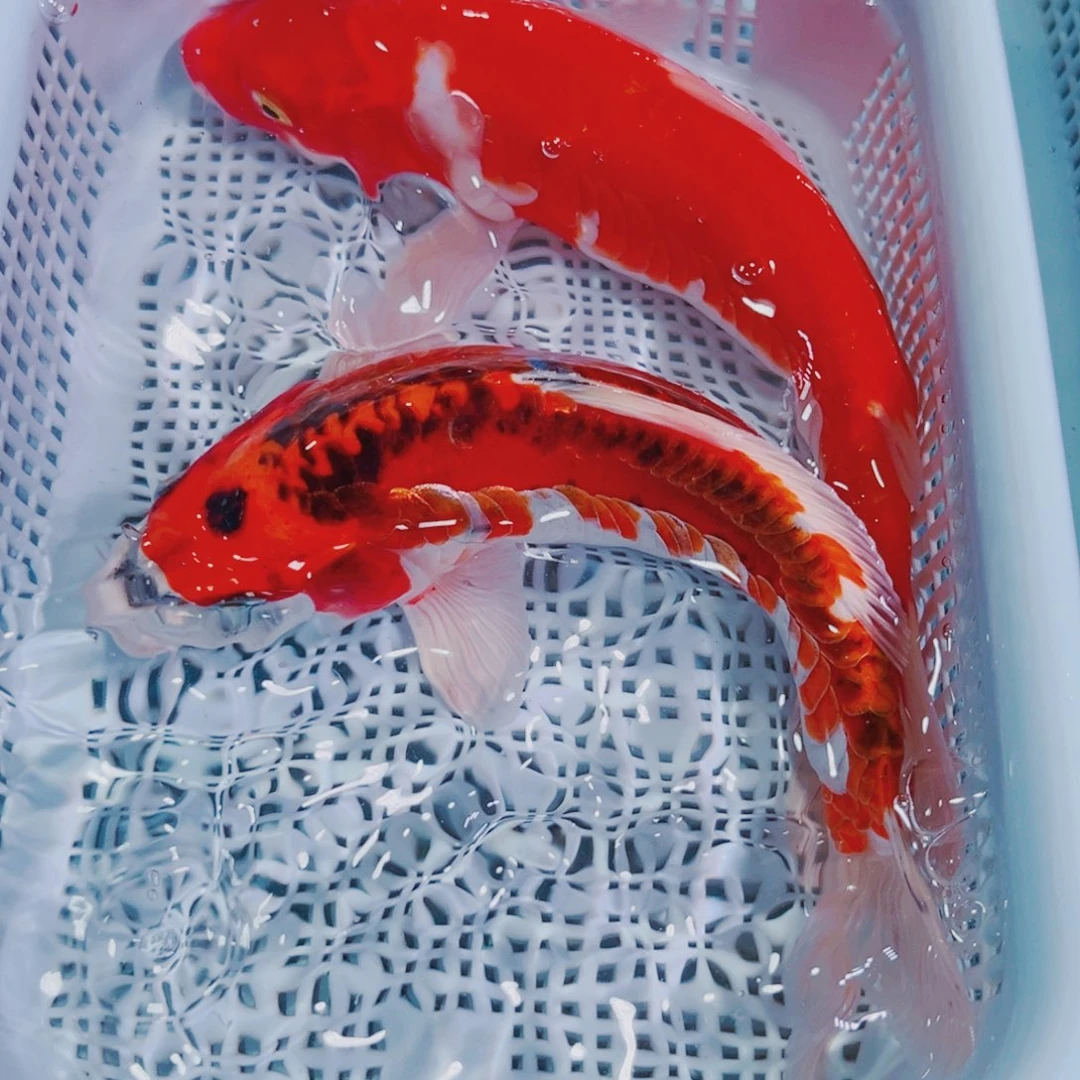 锦鲤锦鲤冷水鱼观赏102