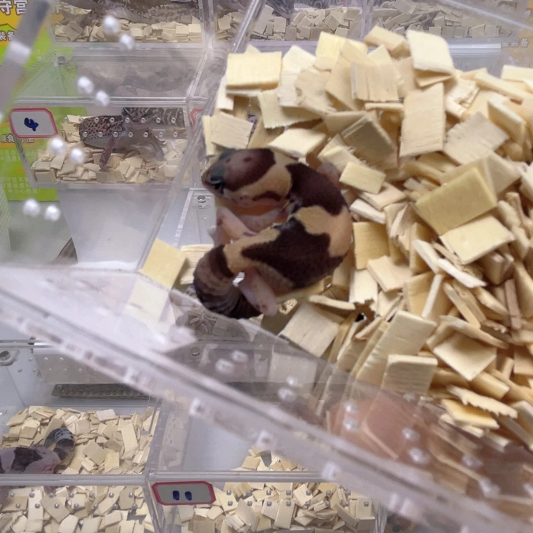 肥尾守宫祖鲁全品