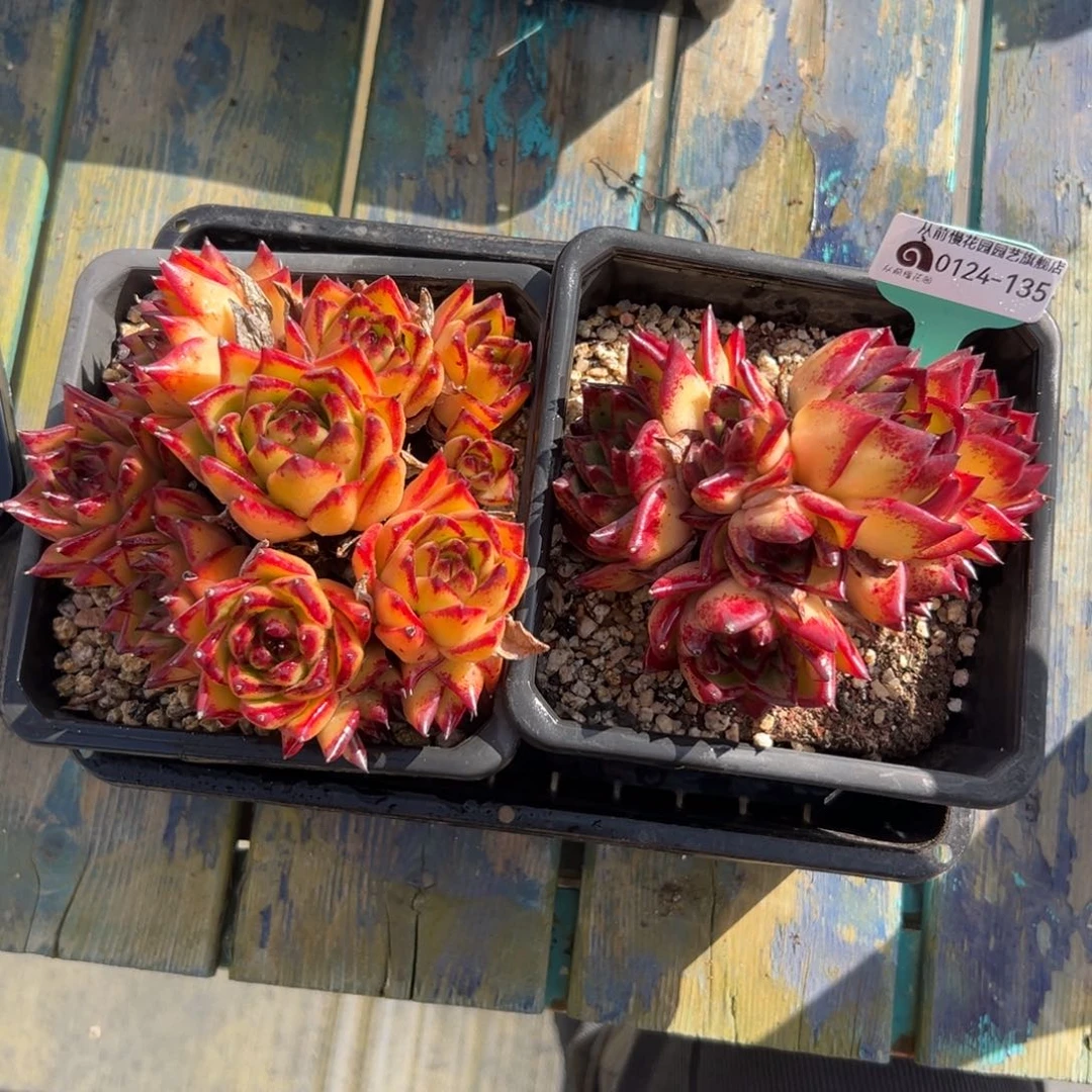 多肉编号0124-135