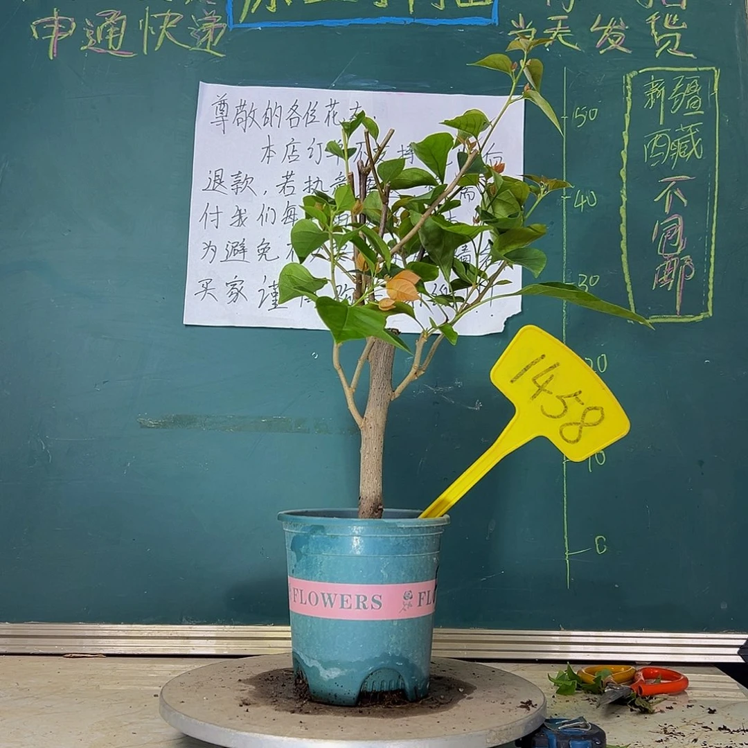 当前无花栽培后可以开花波伊斯玫瑰 粗杆 1458