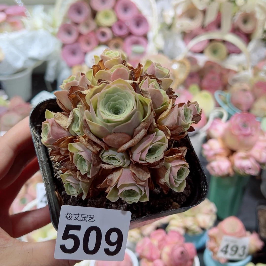 509草莓慕斯手捧花。  一物一拍