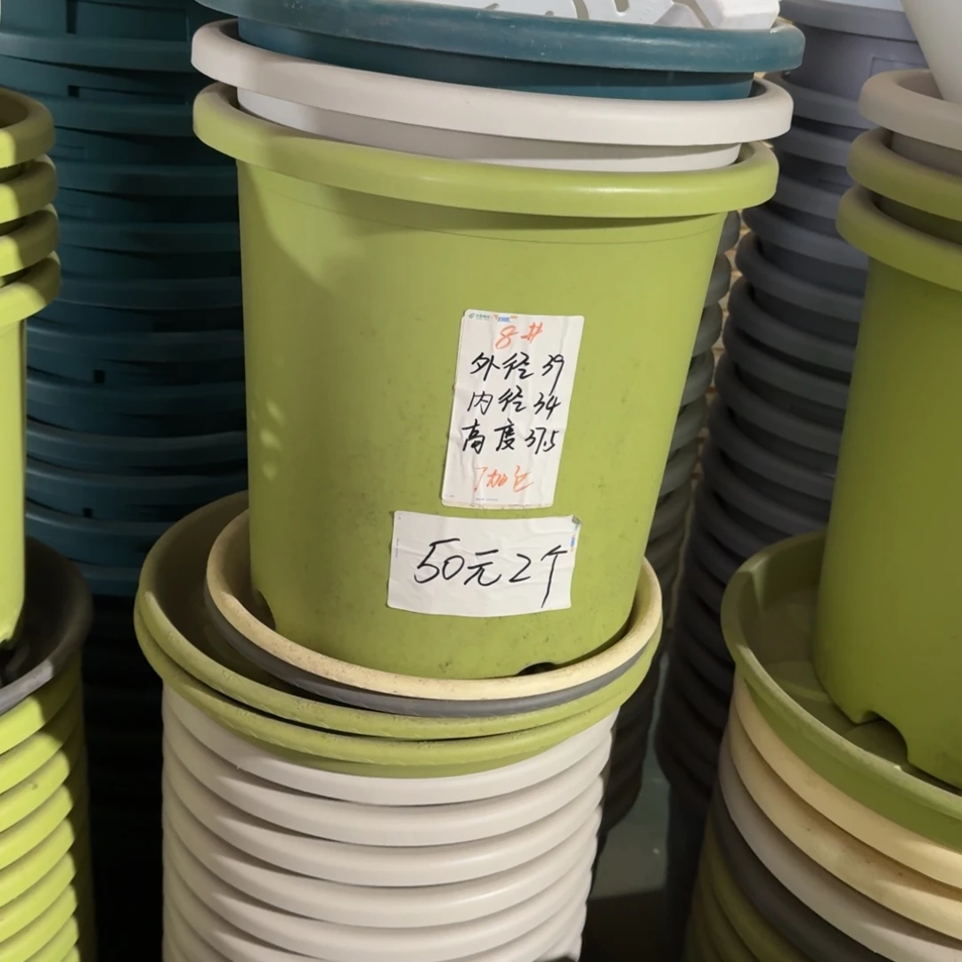 四季8#口径39无拖果绿3个