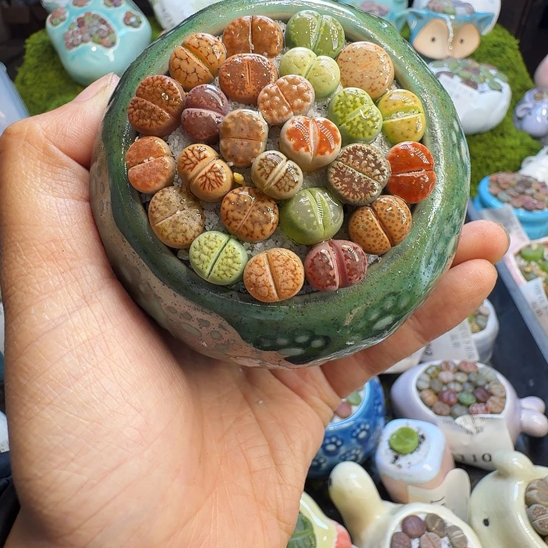 多肉植物福利冲1218