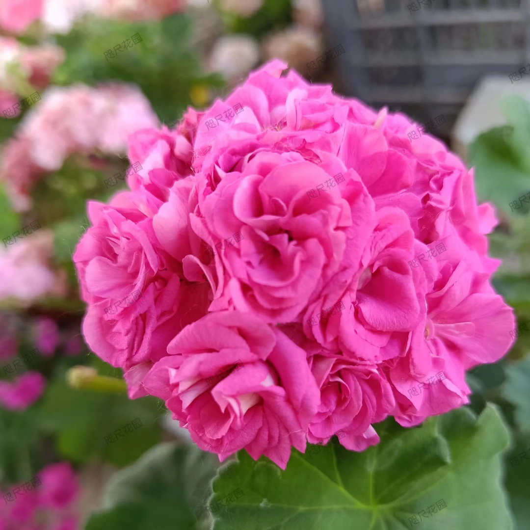 天竺葵花卉【劳拉】