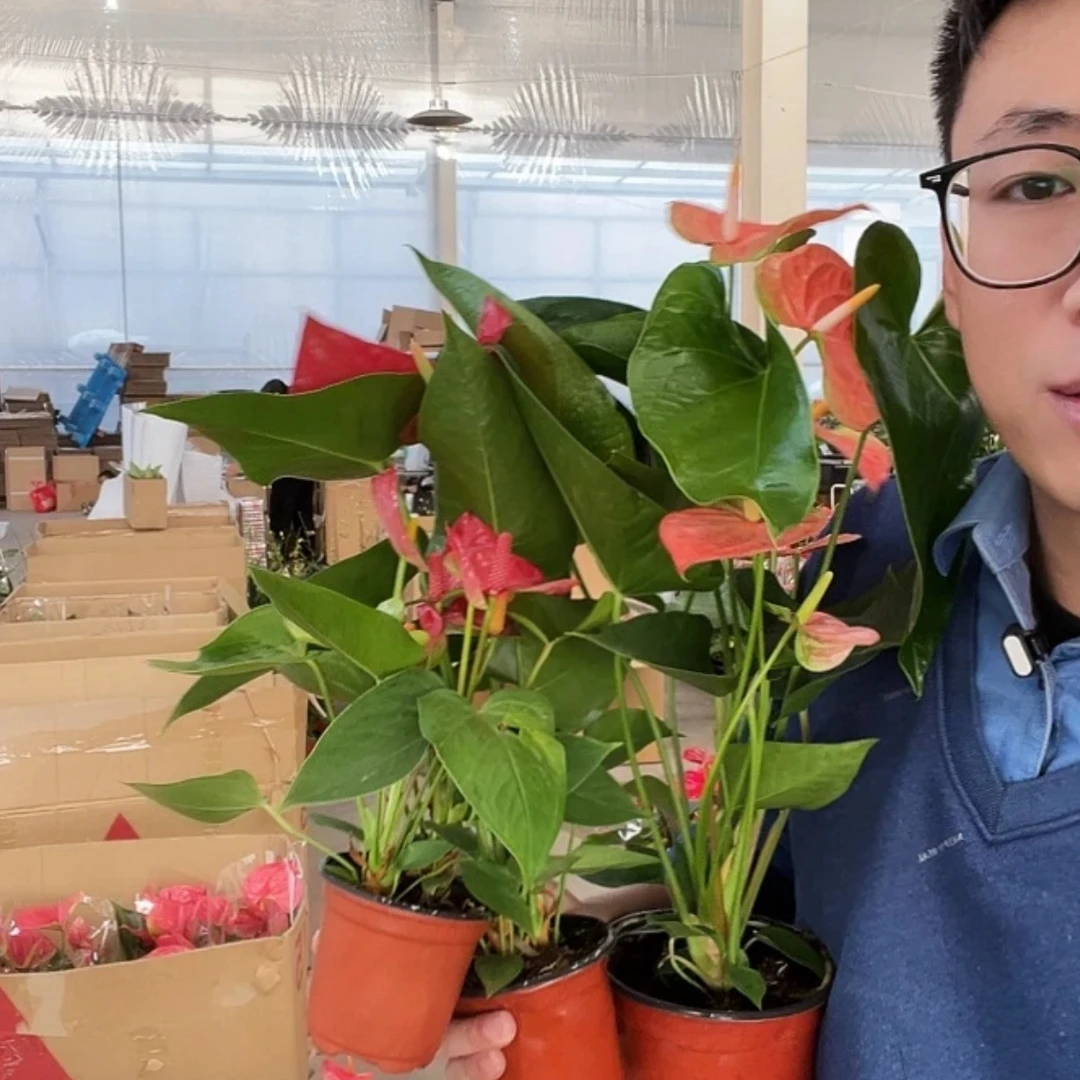 橙掌340+浅红4063共2盆