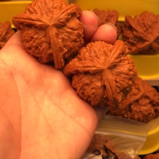 沙***核桃核桃核桃核桃核桃核桃核桃