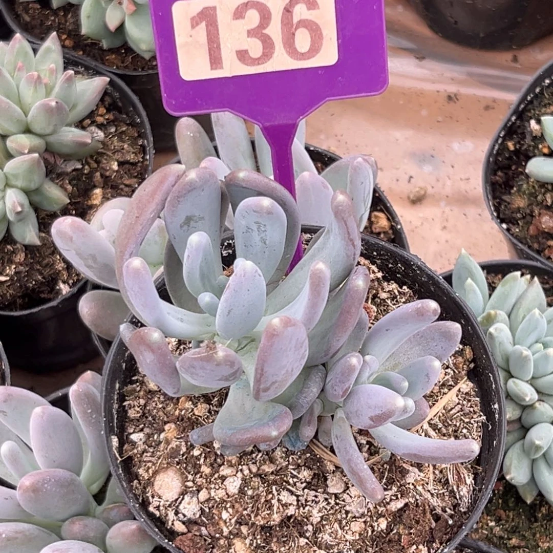 多肉植物普齐飞个体136