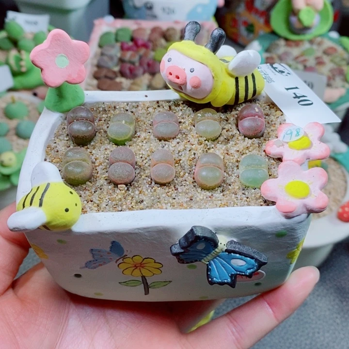 生石花花花花花花140