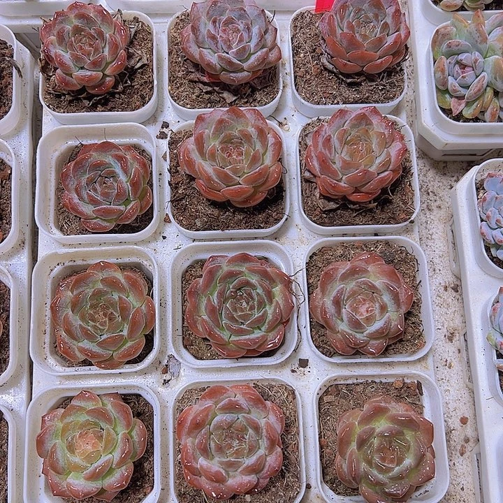 厚叶暗纹冰魄19包邮