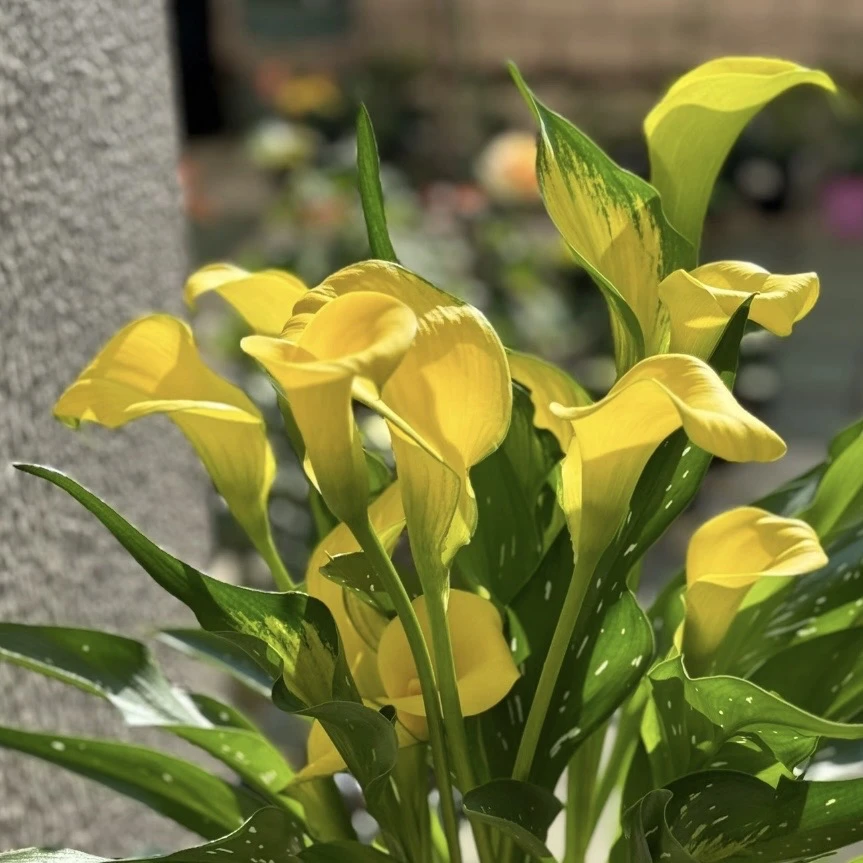 马蹄莲【黄色】盆栽多年生花卉带花苞发货室内散光易养护