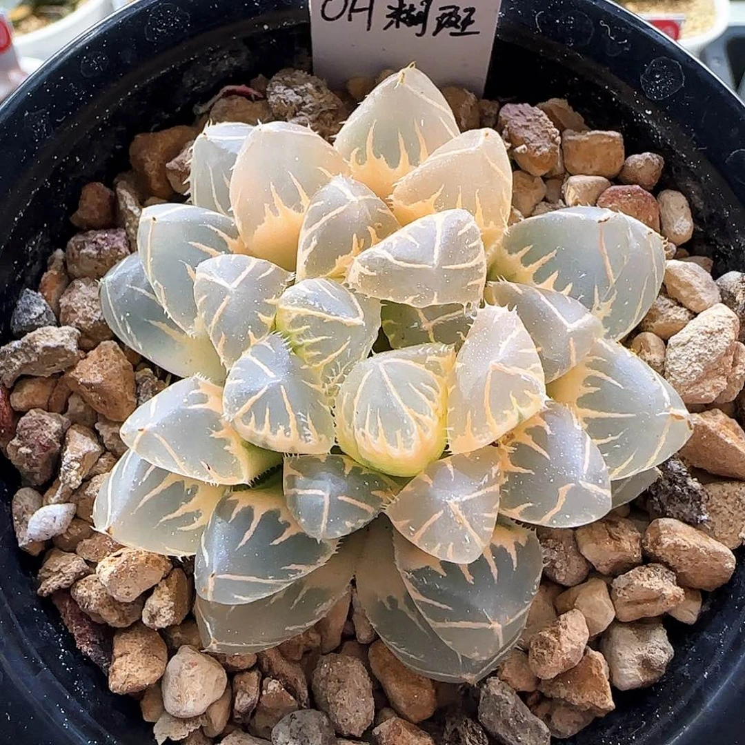 300号糊斑OH玉露锦一物一拍带盆