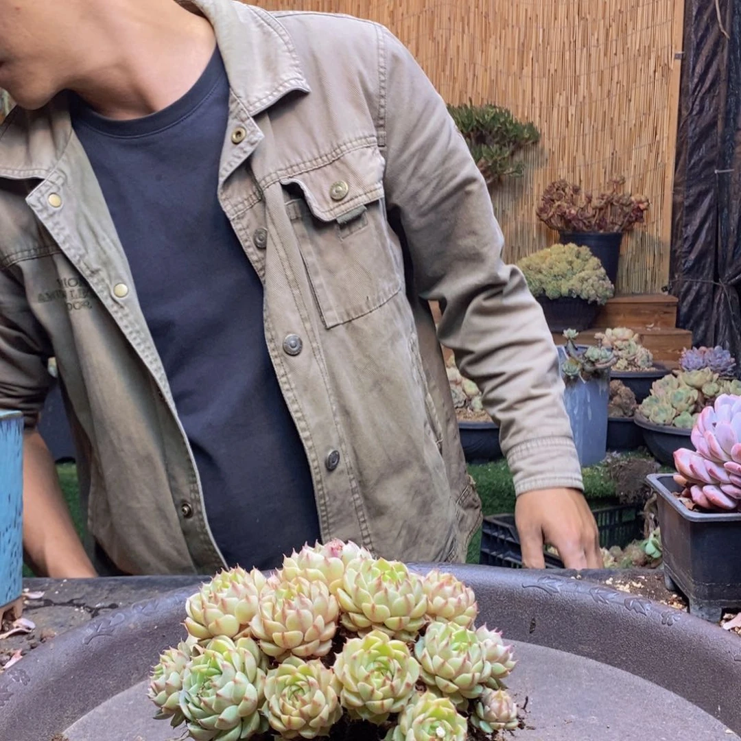 果**条209号苯巴多肉