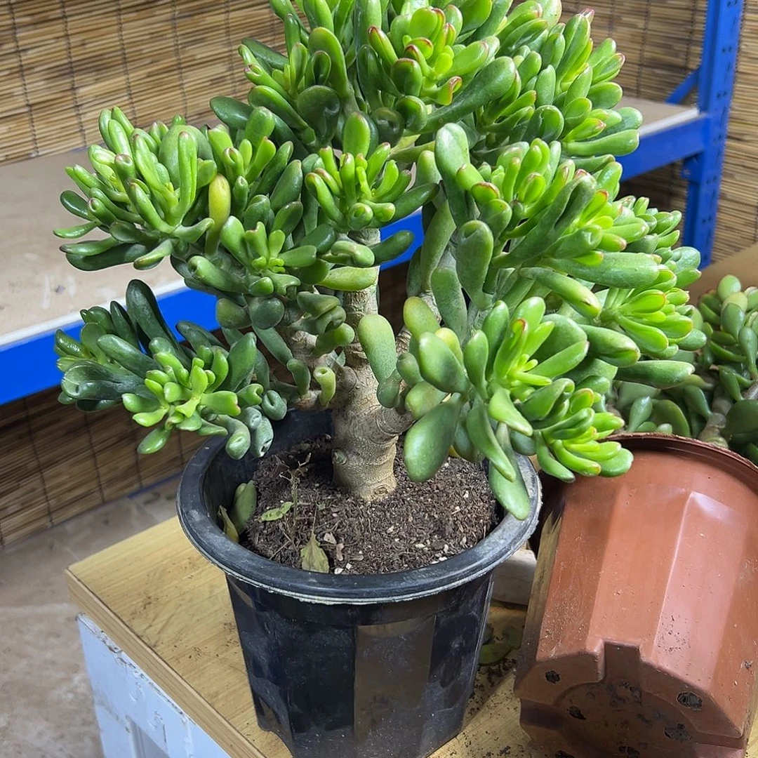 完全开放招财猫一物的拍多肉